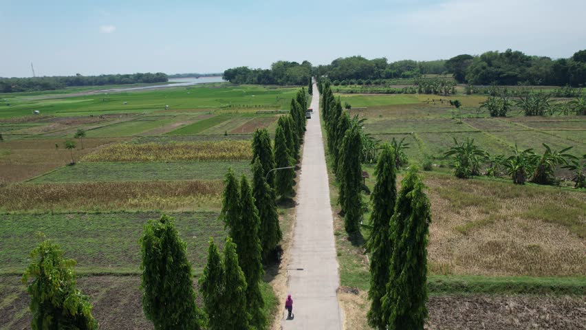Beautiful 4K aerial drone footage flying forward above a straight countryside road lined with green trees and surrounded by farmland. The cinematic view showcases the peaceful rural landscape and natu
