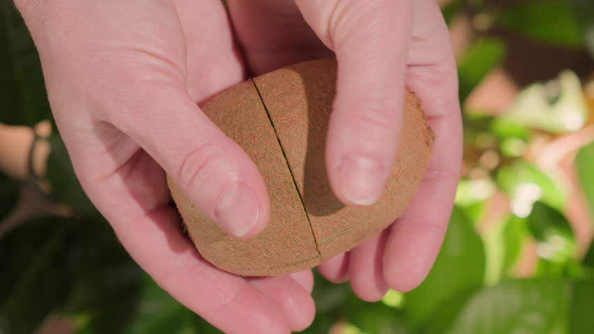 Hands open green kiwi into two halves of cross section close-up