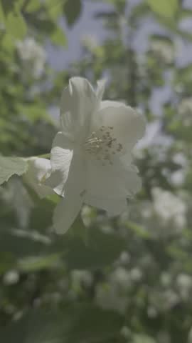 White flower, jasmine, blooming, close up of beautiful white flower in a garden during spring or summer vertical video