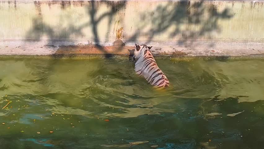 A white Bengal tiger swimming in water.
 white bengal tiger video , swimming tiger video, tiger playing with ball, 4k hd video.