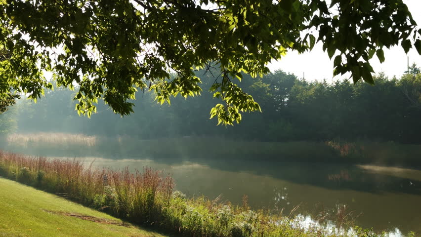 A grassy slope leading down to water, to a small lake or retention pond, with wild vegetation along its edge. Place for relaxing in a natural suburban setting