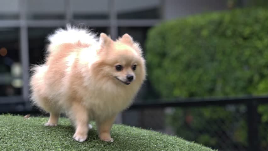 Adorable fluffy Pomeranian dog standing on green grass outdoors, sticking out tongue playfully — bright, cute, and trendy pet moment perfect for lifestyle or animal video.