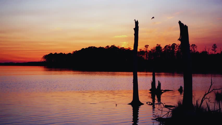 Blood red sunset casting dramatic light over a swamp, birds flying and playing, eerie yet serene atmosphere, reflection on water, mystical and atmospheric landscape, twilight nature scene