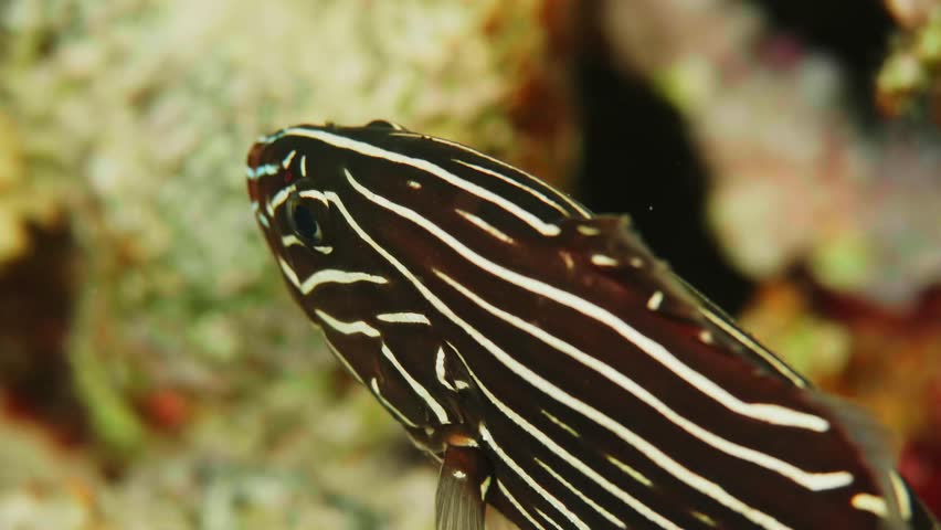 Close up underwater footage of a beautiful black and white striped grouper fish gracefully swimming among vibrant coral formations in a tropical ocean reef. Perfect for nature documentaries, marine li