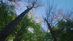 Ancient oak trees shrouded in mist, mysterious forest, mystical atmosphere, magical nature, foggy landscape, secrets, enchanted woodland, twilight scene, hidden beauty, eerie scenery - Powered by Shutterstock - Get 15% off with code: PIKWIZARD15