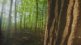 Ancient oak tree shrouded in mist, mysterious atmosphere, enchanted forest, mystical, foggy landscape, magical nature, secrets, fantasy vibe, twilight, eerie, hidden wonder, majestic tree - Powered by Shutterstock - Get 15% off with code: PIKWIZARD15