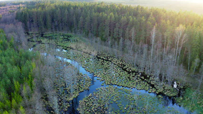 Aerial view. Drone flight over the forest in spring.