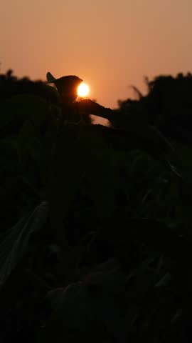 Beautyful Sunset scene with golden sunlight filtering through gently swaying plant leaves.The sunsets perfectly between the branches, creating a calm and natural silhoutte effect.
