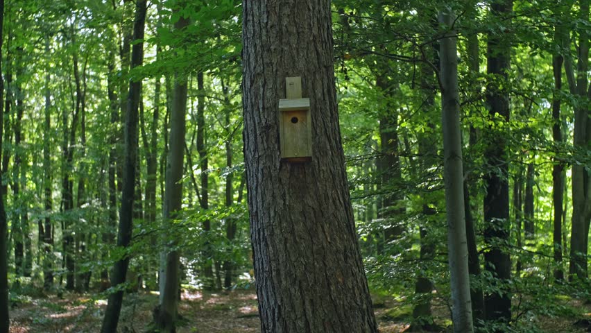 Bird Nest Box Attached to Forest Tree to Foster Endangered Species Breeding