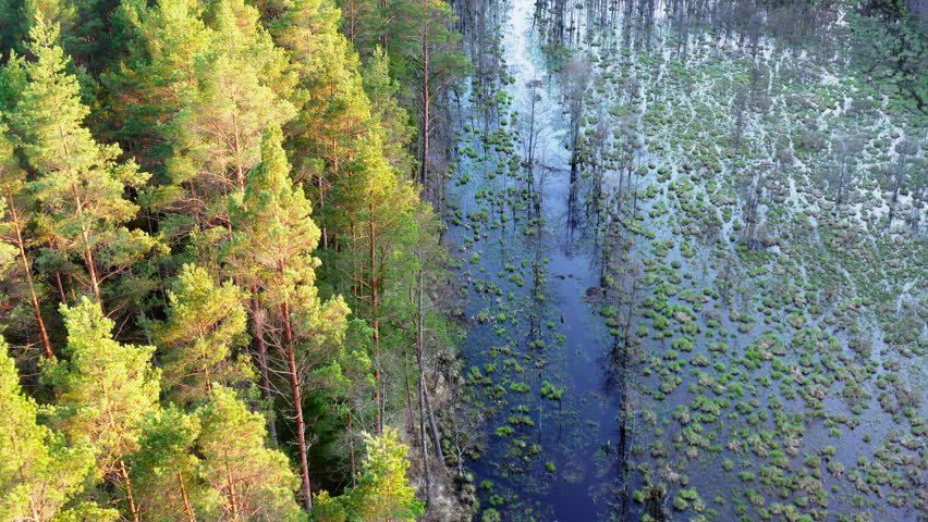 Aerial view. Drone flight over the forest in spring.