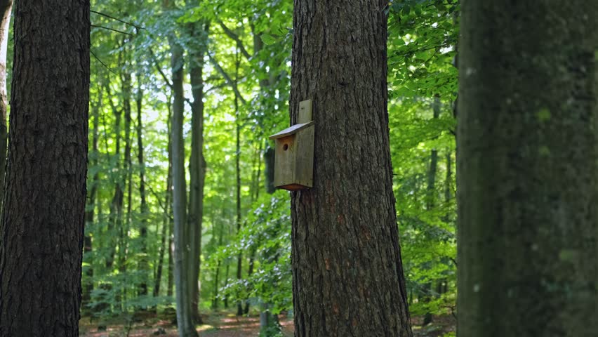 Bird Nest Box Attached to Forest Tree to Foster Endangered Species Breeding