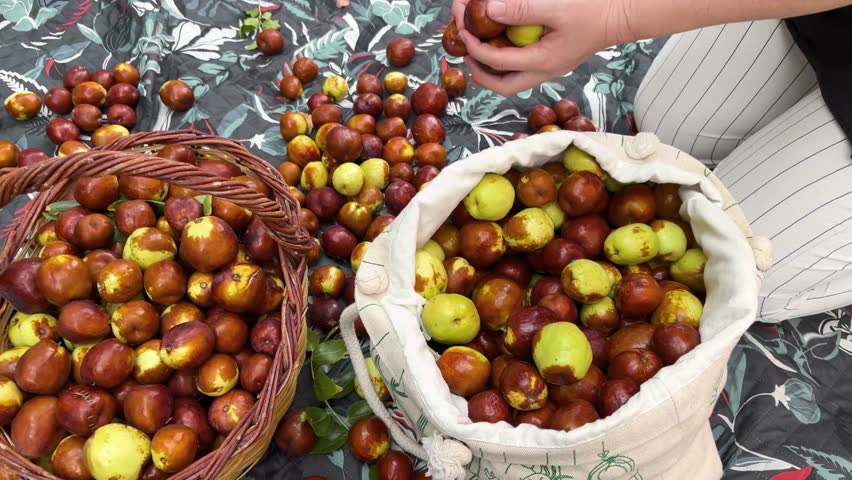 Harvested hawthorn berries on a patterned cloth. Hands gathering hawthorn berries filling a basket and a cloth sack. Fresh harvest and traditional fruit-growing theme.