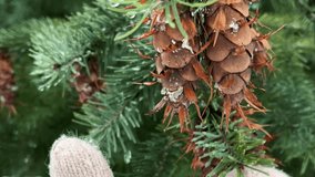 A snow-covered pine cone. Pine tree and snow. - Powered by Shutterstock - Get 15% off with code: PIKWIZARD15