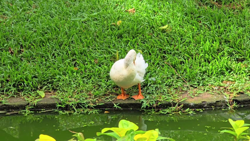 4K footage of a white duck drinking water from a pond near a grassland. Natural animal behavior.