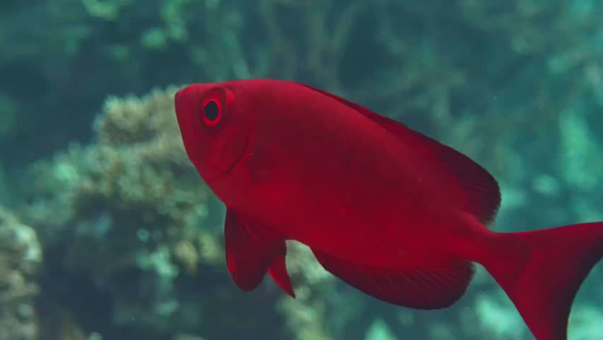 Close up footage of a vibrant red Moontail Bullseye Priacanthus hamrur, also known as Goggle Eye or Red Bigeye, swimming gracefully in its natural coral reef habitat.