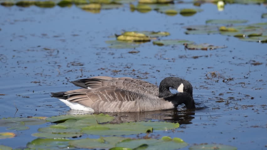 Two Canada goose (Branta canadensis) floating, swimming and eating a in a marsh (Ontario, Canada)