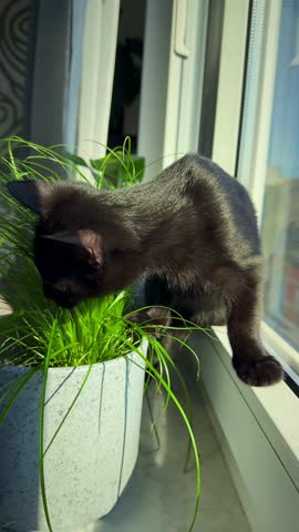 Vertical video of a black cat eating special cat grass near a window, enjoying fresh green blades in the sunlight.
