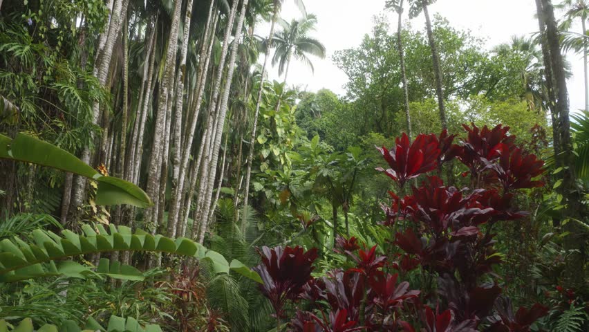 This footage captures the lush tropical foliage, including towering palm trees, vibrant red ti plants, and diverse green flora, showcasing the serene and exotic environment of Hawaii