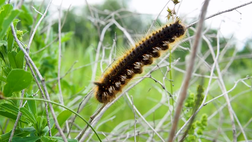 A spectacular caterpillar with a long shaggy body froze on a bush branch. Around the natural background - lush greenery and dry branches