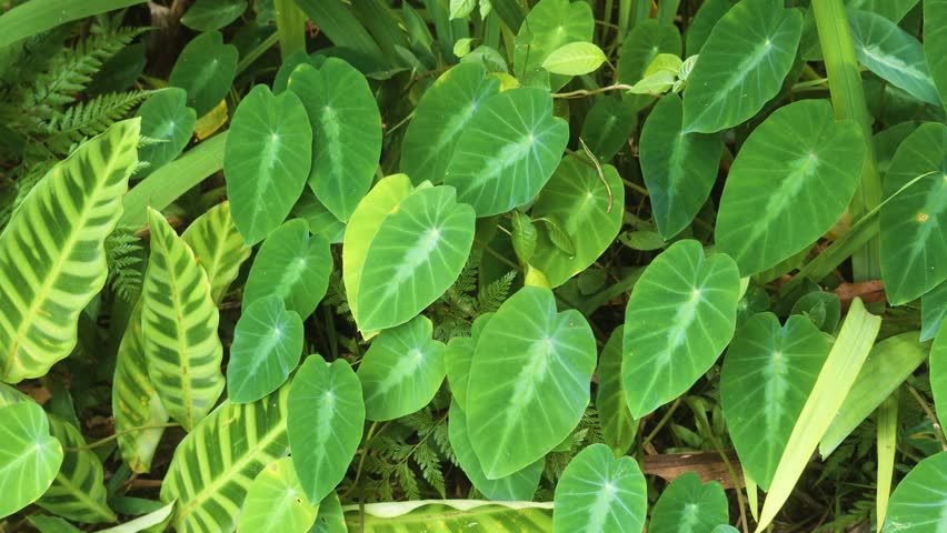 Vibrant green leaves of taro Colocasia esculenta and other tropical plants thrive in a lush botanical garden in Hawaii, showcasing the rich biodiversity and natural beauty of the island