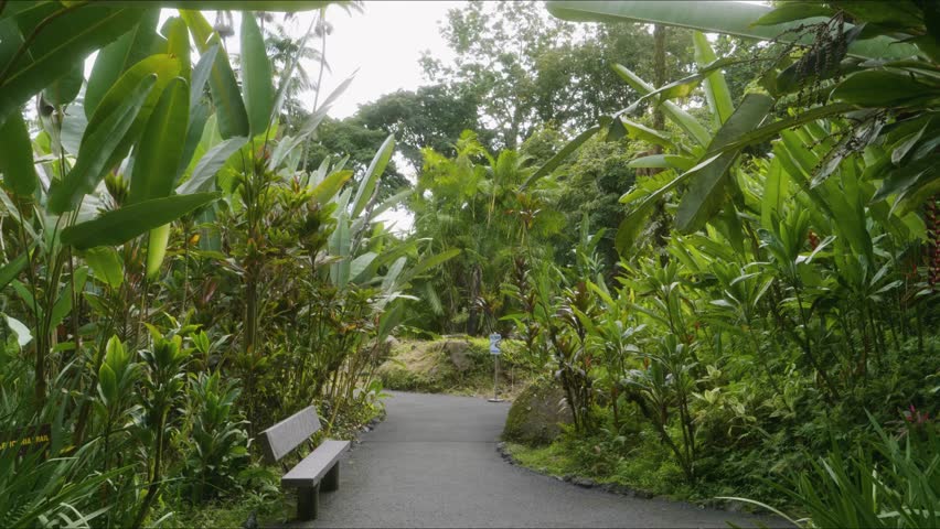 A serene and inviting pathway winds through vibrant, lush tropical vegetation within a botanical garden on the Big Island of Hawaii. Featuring a variety of exotic plants, including heliconias and othe