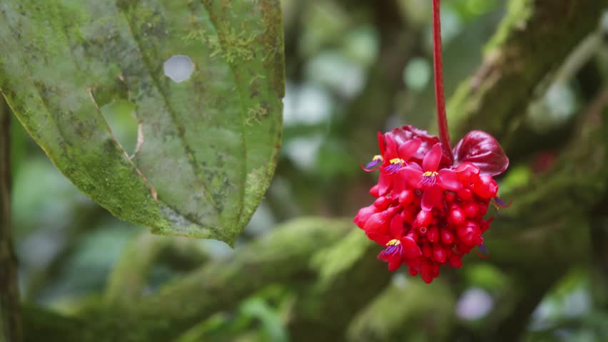 Close up footage of crimson Medinilla miniata flowers, also known as Crimson Medinilla, blooming in a lush tropical setting within a botanical garden in Hawaii. The vibrant red blossoms contrast beaut