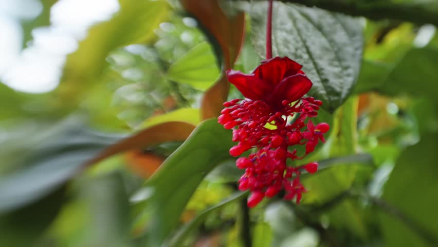 Close up footage showcasing the stunning, vibrant red flowers of Medinilla miniata, also known as Crimson Medinilla, set against lush green foliage in a tropical Hawaiian botanical garden. This captiv