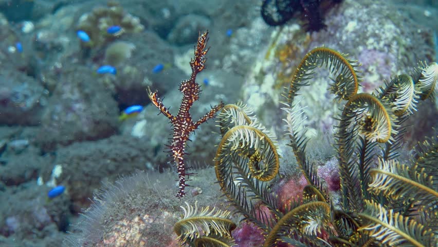 A colorful fish swims next to a sea lily, camouflaging itself as it. Harlequin Ghostpipefish (Solenostomus paradoxus)12 cm. Variable coloration. Often near crinoids. Mostly pelagic, settling to breed.