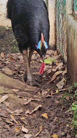 cassowary with shaggy black feathers and a striking blue and red neck standing calmly in a zoo enclosure, occasionally lifting its head to look around against a backdrop of leaves and brown dirt.