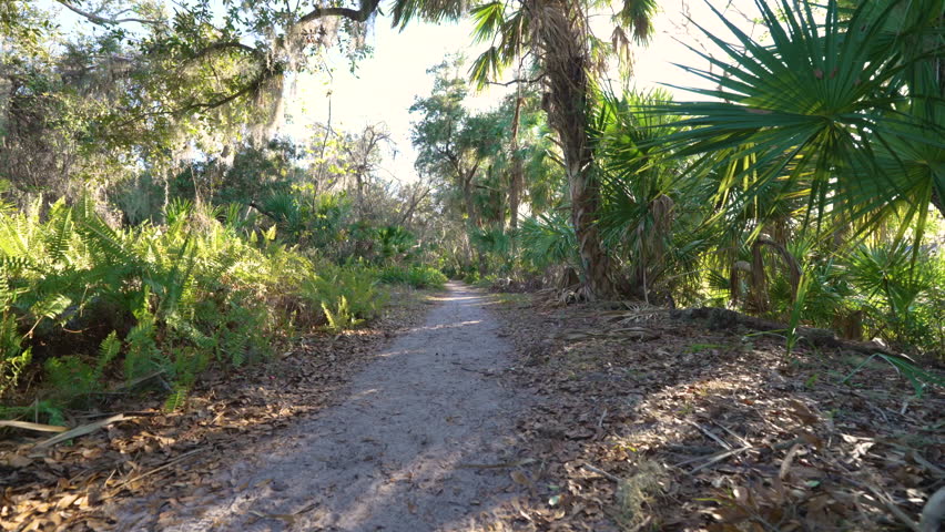 Nature trail meandering through vibrant Florida jungle. Surrounded by green palm trees and dense undergrowth in a tropical forest