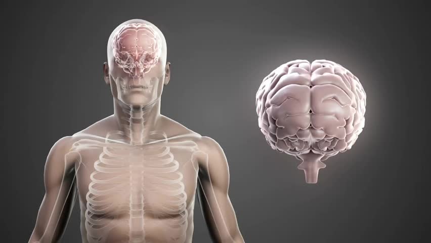 On appearing, 3D model rotating with floating brain aligning and revealing skeleton and hemispheres. Medical, science, technology, visualization, innovation, research, education - Powered by Shutterstock - Get 15% off with code: PIKWIZARD15