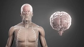 On appearing, 3D model rotating with floating brain aligning and revealing skeleton and hemispheres. Medical, science, technology, visualization, innovation, research, education - Powered by Shutterstock - Get 15% off with code: PIKWIZARD15