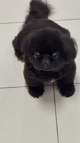 Dog Sitting and Posing with a Curious 