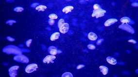A group of bioluminescent jellyfish float and pulse in deep blue water. This mesmerizing and relaxing underwater scene creates a beautiful abstract background. - Powered by Shutterstock - Get 15% off with code: PIKWIZARD15