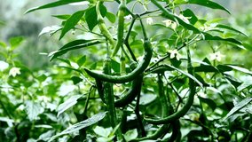 Close up of a green chili pepper plant with fresh chilies hanging from its stem. Raindrops fall on the leaves and vegetables during monsoon. - Powered by Shutterstock - Get 15% off with code: PIKWIZARD15