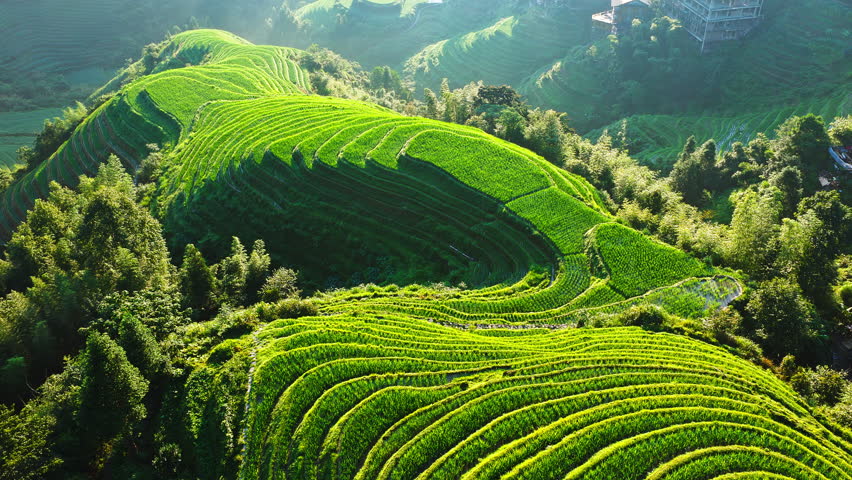 Aerial shot of the spectacular and vibrant green terraced rice fields on a lush mountainside in southern China