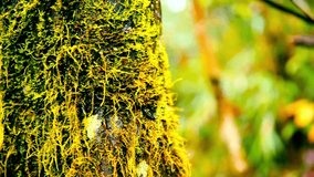 A macro close up of vibrant yellow moss growing on a tree trunk. A slow pan reveals the intricate texture of flora in a rainforest ecosystem. - Powered by Shutterstock - Get 15% off with code: PIKWIZARD15