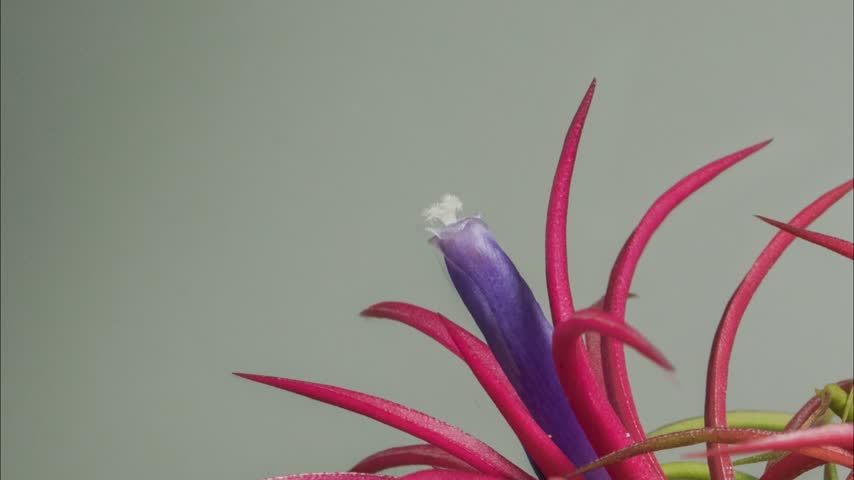 Timelapse of a Tillandsia flower blooming, showcasing its stunning array of vibrant colors and mesmerizing natural beauty