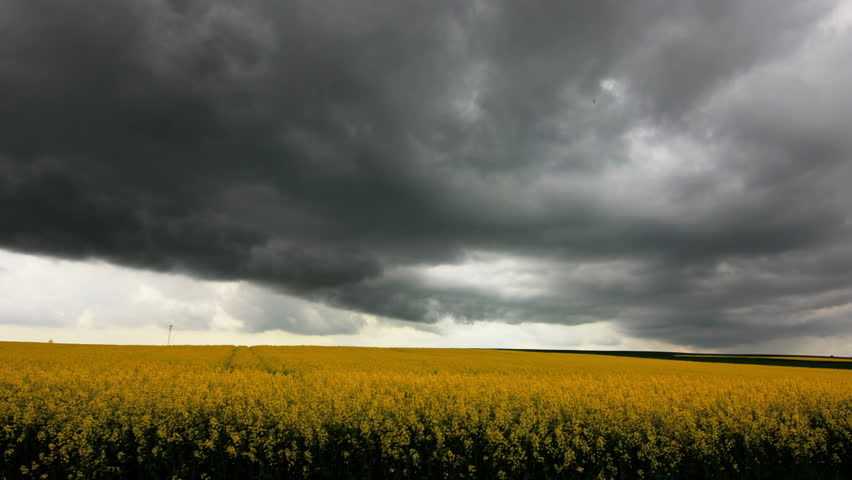 Black clouds and heavy rain over canola field