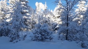 Winter wonderland in forest with snow-covered trees in a quiet landscape - Powered by Shutterstock - Get 15% off with code: PIKWIZARD15