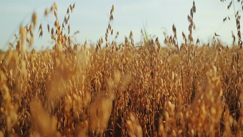 Golden oat field glows in sunlight reflecting nature’s rhythm and harvest