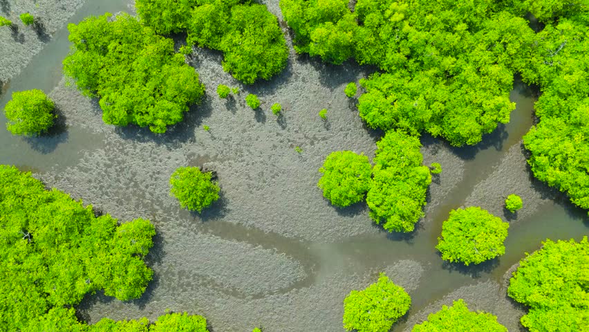 Aerial view of tropical green mangrove trees growing in winding muddy channels of an estuary, Amazon River, Brazil.