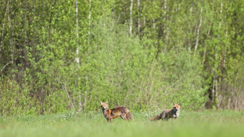 Mammals two Foxes Vulpes vulpes in spring scenery, Poland Europe, animals walking among spring meadow