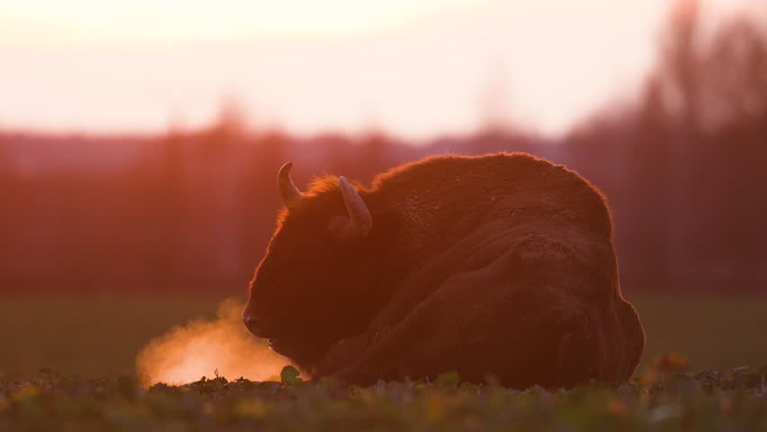 Mammals - wild nature European bison ( Bison bonasus ) Wisent bull in field sundown North Eastern part of Poland, Europe Knyszynska Primeval Forest