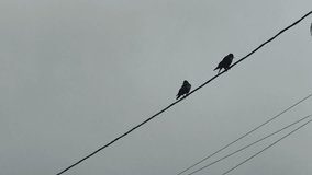 Crows birds power line, two dark birds perched on a power line against an overcast sky in a calm outdoor scene - Powered by Shutterstock - Get 15% off with code: PIKWIZARD15