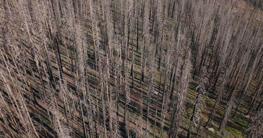 Drone view of a burned forest landscape, capturing silence and desolation