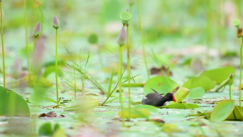 A Common Moorhen (Gallinula chloropus) feeds calmly among the large, vibrant pink water lilies in a pond. Focuses on aquatic bird behavior in a colorful habitat.