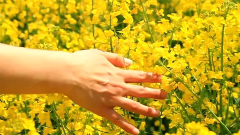 Woman's Hand Caressing Grass Summer Concept Slow Motion Background HD