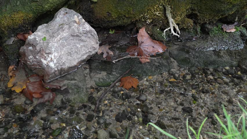 Static close-up of a small forest stream with fallen autumn leaves floating gently on the water surface, surrounded by moss-covered stones and roots. Captured in natural light.