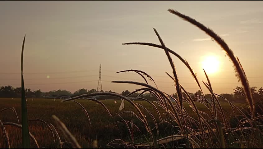 silhouette of alang-alang grass with a rising sun in the background